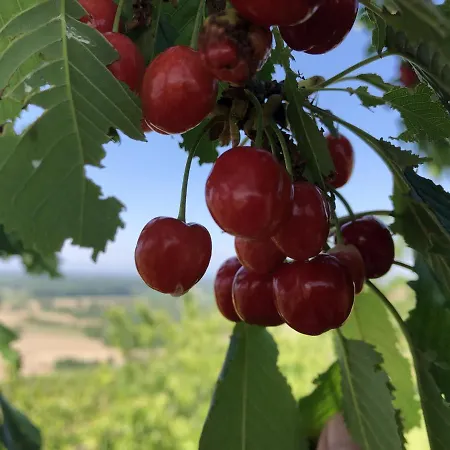 Irene * ווגטסבורג